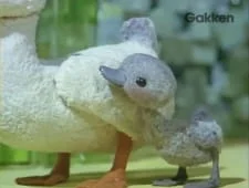 Гадкий утёнок