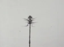 Стрекоза